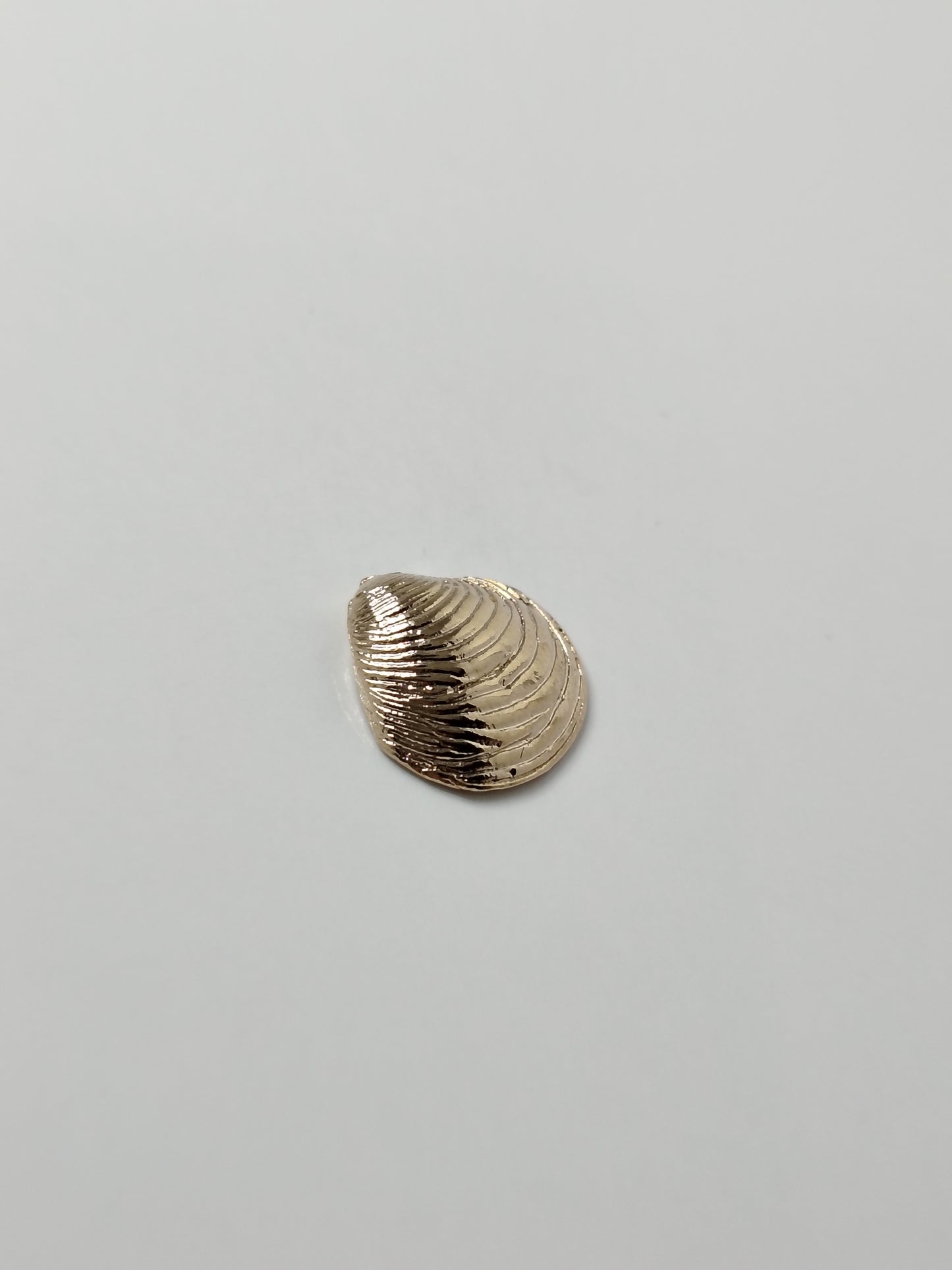COQUILLAGE